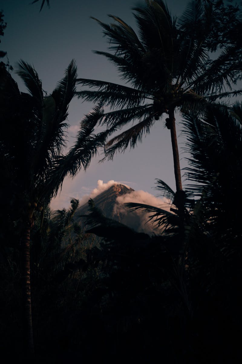 A mountain in the distance with palm trees