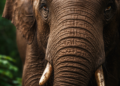 Elephants, Ecosystems, and the Reality We Don’t Talk About Enough