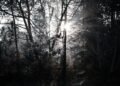 Sunlight streams through dark, silhouetted trees in a forest