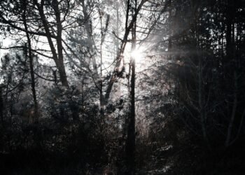 Sunlight streams through dark, silhouetted trees in a forest