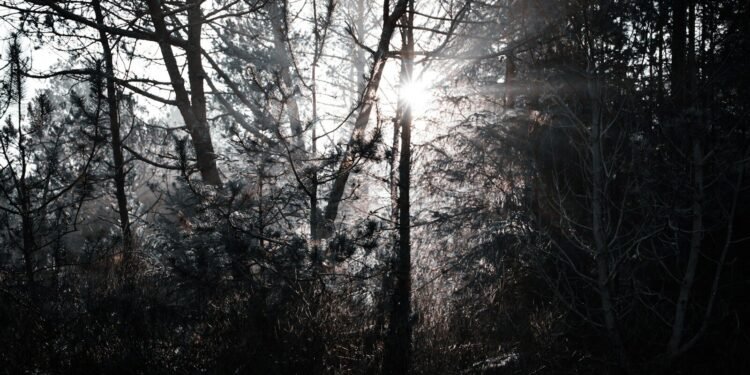 Sunlight streams through dark, silhouetted trees in a forest