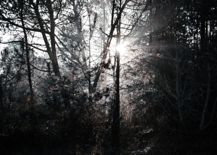 Sunlight streams through dark, silhouetted trees in a forest