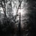 Sunlight streams through dark, silhouetted trees in a forest