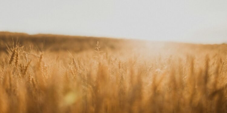 golden wheat field sunset