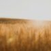 golden wheat field sunset