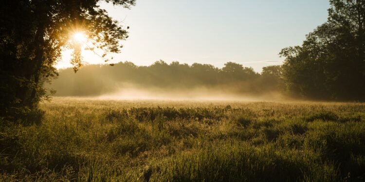 Misty field at sunrise