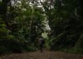 Person walking down a green jungle path