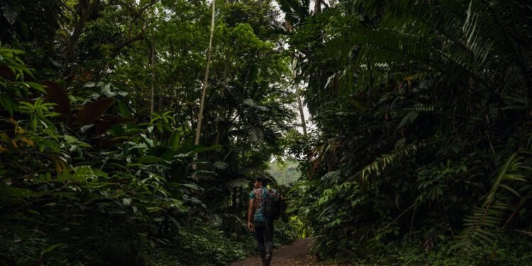 Person walking down a green jungle path