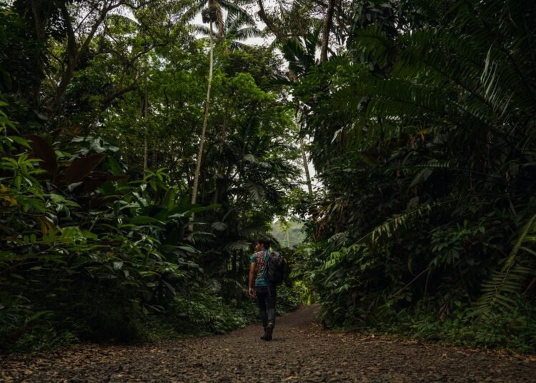 Person walking down a green jungle path
