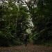 Person walking down a green jungle path