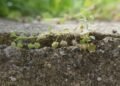 Plant Growing Through Concrete photo