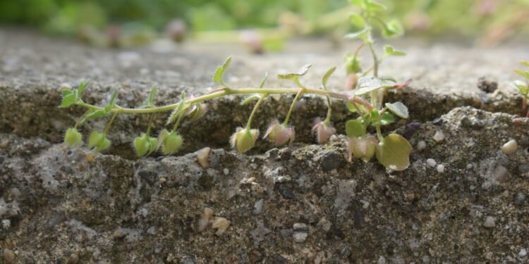 Plant Growing Through Concrete photo