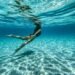 Swimmer Underwater photo
