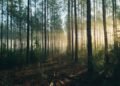 Sunbeam Forest Mist photo