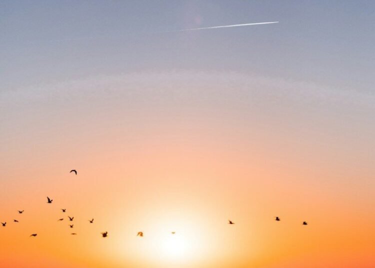 Sunrise Ocean Horizon photo