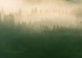 Sunbeam Forest Mist photo