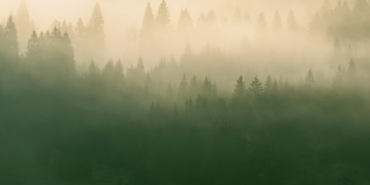 Sunbeam Forest Mist photo