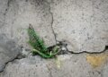 Plant Growing Through Concrete photo