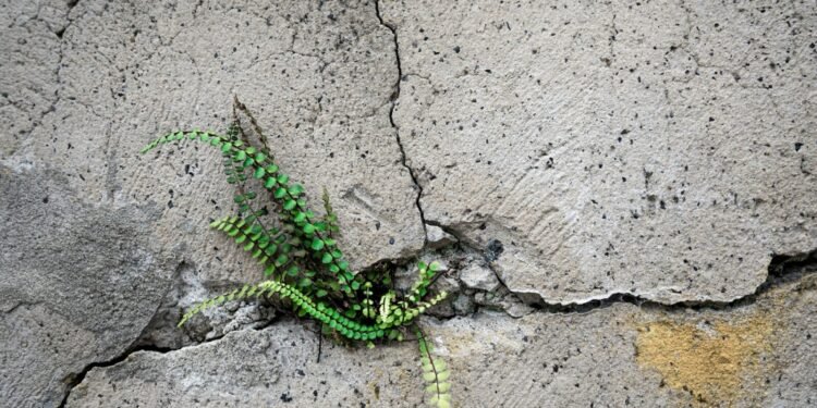 Plant Growing Through Concrete photo