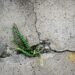Plant Growing Through Concrete photo