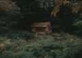 quiet forest cabin morning