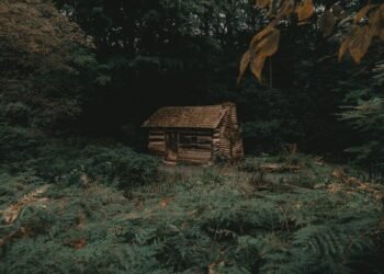 quiet forest cabin morning