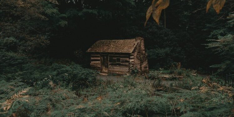 quiet forest cabin morning
