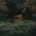 quiet forest cabin morning